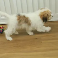 Tyler, a female Cavachon for sale in Hickory, NC – Photo 3 of 10