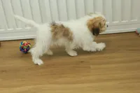 Tyler, a female Cavachon for sale in Hickory, NC – Photo 3 of 10