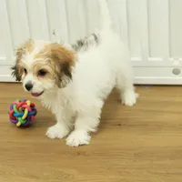 Tyler, a female Cavachon for sale in Hickory, NC – Photo 9 of 10
