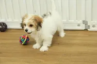 Tyler, a female Cavachon for sale in Hickory, NC – Photo 9 of 10