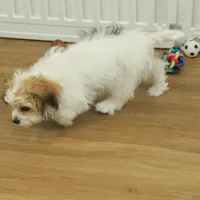 Tyler, a female Cavachon for sale in Hickory, NC – Photo 7 of 10
