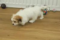 Tyler, a female Cavachon for sale in Hickory, NC – Photo 7 of 10