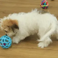 Tyler, a female Cavachon for sale in Hickory, NC – Photo 4 of 10