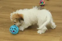 Tyler, a female Cavachon for sale in Hickory, NC – Photo 4 of 10