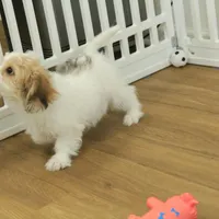 Tyler, a female Cavachon for sale in Hickory, NC – Photo 5 of 10