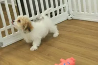 Tyler, a female Cavachon for sale in Hickory, NC – Photo 5 of 10