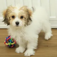 Tyler, a female Cavachon for sale in Hickory, NC – Photo 1 of 10