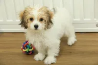 Tyler, a female Cavachon for sale in Hickory, NC – Photo 1 of 10
