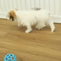 Tyler, a female Cavachon for sale in Hickory, NC – Photo 2 of 10