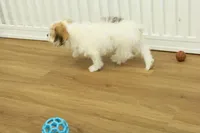 Tyler, a female Cavachon for sale in Hickory, NC – Photo 2 of 10