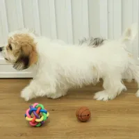 Tyler, a female Cavachon for sale in Hickory, NC – Photo 10 of 10