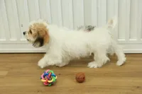 Tyler, a female Cavachon for sale in Hickory, NC – Photo 10 of 10
