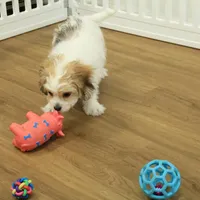 Tyler, a female Cavachon for sale in Hickory, NC – Photo 8 of 10