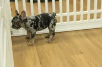 Betty, a female French Bulldog for sale in Hickory, NC – 3 of 10