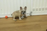 Tate, a male French Bulldog for sale in Hickory, NC – 6 of 10