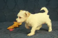 Cassidy, a female Maltipoo for sale in Hickory, NC – 5 of 10