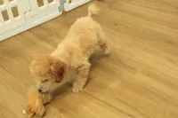 Annie, a female Poodle - Toy  for sale in Hickory, NC – 6 of 9