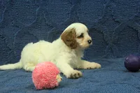 Daisy, a female Cavapoo for sale in Hickory, NC – 4 of 5