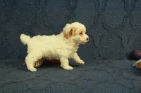Grace, a female Poodle - Toy  for sale in Hickory, NC – 6 of 10