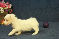 Cupcake, a female Maltipoo for sale in Hickory, NC – 9 of 10