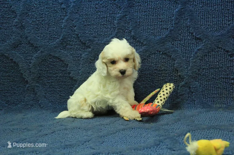Violet F1B – Cavapoo puppy for sale in Hickory, NC
