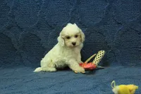 Violet F1B, a female Cavapoo for sale in Hickory, NC – 1 of 9