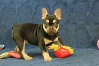 Wilma Chocolate & Tan, a female French Bulldog for sale in Hickory, NC – 5 of 10