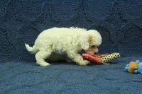 Violet F1B, a female Cavapoo for sale in Hickory, NC – 2 of 9