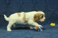 Madelyn F1B, a female Cavapoo for sale in Hickory, NC – 4 of 9