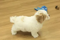 Kyle, a male Cavachon for sale in Hickory, NC – Photo 9 of 10