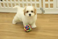 Kyle, a male Cavachon for sale in Hickory, NC – Photo 1 of 10