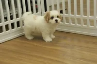 Kyle, a male Cavachon for sale in Hickory, NC – Photo 7 of 10