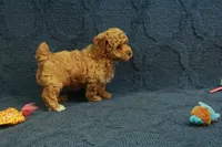 Gemma, a female Poodle - Toy  for sale in Hickory, NC – 6 of 10