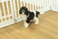 Scout, a male Cavapoo for sale in Hickory, NC – 5 of 10