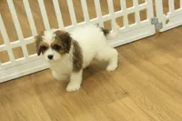 Scooter, a male Cavapoo for sale in Hickory, NC – 6 of 10