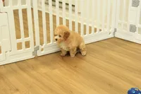 Gunner, a male Poodle - Toy  for sale in Hickory, NC – 3 of 10