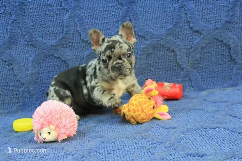 Betty – French Bulldog puppy for sale in Hickory, NC