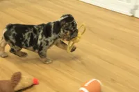 Rudy, a male French Bulldog for sale in Hickory, NC – 7 of 10