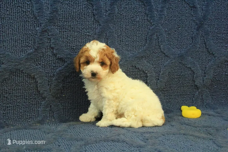 Popcorn – Cavapoo, Poodle - Toy  puppy for sale in Hickory, NC