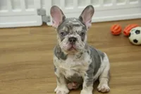 Wrangler, a male French Bulldog for sale in Hickory, NC – 1 of 10