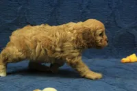 Archie, a male Cavapoo for sale in Hickory, NC – 8 of 8
