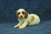 Freddy, a male Cavapoo for sale in Hickory, NC – 5 of 8