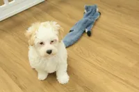 Caroline, a female Bichon Frise and Maltipoo for sale in Hickory, NC – Photo 2 of 7