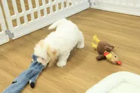 Caroline, a female Bichon Frise and Maltipoo for sale in Hickory, NC – Photo 5 of 7