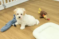 Caroline, a female Bichon Frise and Maltipoo for sale in Hickory, NC – Photo 6 of 7