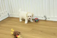 Caroline, a female Bichon Frise and Maltipoo for sale in Hickory, NC – Photo 4 of 7