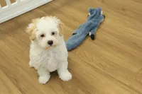 Caroline, a female Bichon Frise and Maltipoo for sale in Hickory, NC – Photo 3 of 7