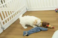 Caroline, a female Bichon Frise and Maltipoo for sale in Hickory, NC – Photo 7 of 7