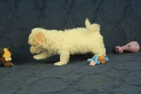 Scott, a male Maltipoo for sale in Hickory, NC – 8 of 10