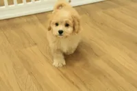 Golden Boy, a male Cavachon for sale in Hickory, NC – 9 of 10